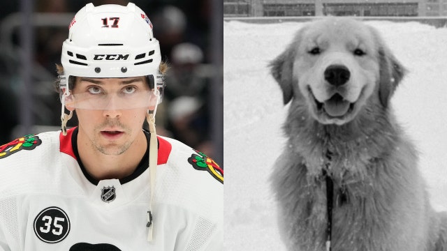 Chicago Blackhawk player’s celebrity golden retriever dies at 2