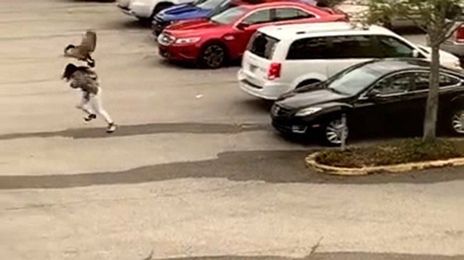 Storyful-271425-Goose_Attacks_Woman_Who_Steps_Too_Close_to_Nest_at_Jacksonville_Parking_Lot.00_00_16_27.Still001