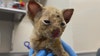 Kitten improving after being saved from dumpster fire in Nevada