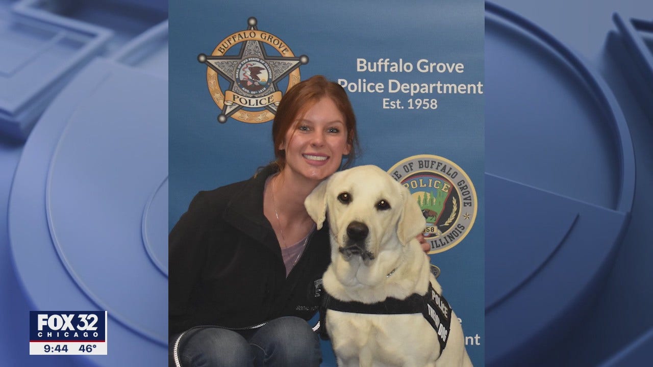 Officer Gus: Police department welcomes new therapy dog