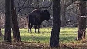 Escaped bison recaptured near Chicago after 8 months in wild