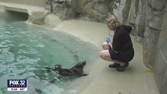 Gray seal named 'Fisher' moved from Chicago to suburban zoo
