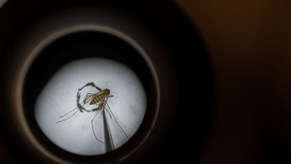 First mosquitoes to test positive for West Nile Virus in Illinois located in Chicago suburb