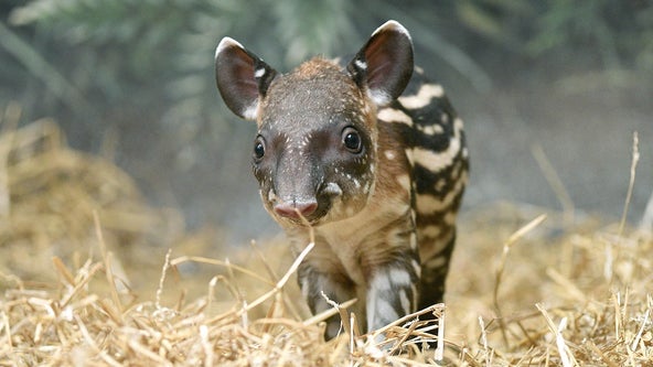 Adorable baby tapir born at Brookfield Zoo