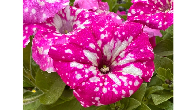 Signs of spring showing up in Chicago