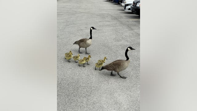 Photos: Mother goose returns to Peoples Gas facilities in Chicago just in time for Mother's Day