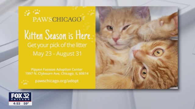More than 300 kittens up for adoption at PAWS Chicago