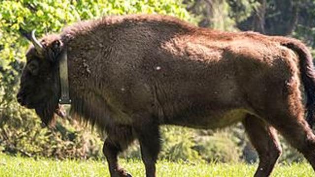 1,300 pound bison found in Illinois after escaping while being delivered to farm last year