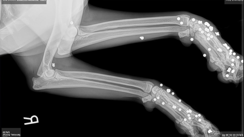 HERNANDO-DOG-XRAY.jpg