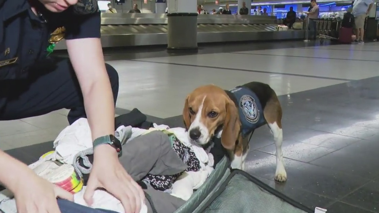 Service Dog Being Patted Down by Airport Security Delights Internet: 'Champ'