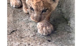 Tim's Weather Takeaways: Can I get a roar for warmer Chicago temperatures next week?