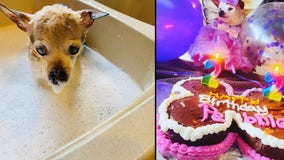 Meet Pebbles, the 22-year-old Toy Fox Terrier who’s the world’s oldest living dog