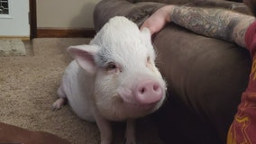 Tinley Park family fights to keep pet pigs after village says they have to go