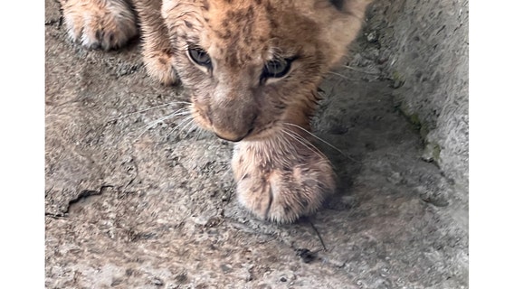 Tim's Weather Takeaways: Can I get a roar for warmer Chicago temperatures next week?