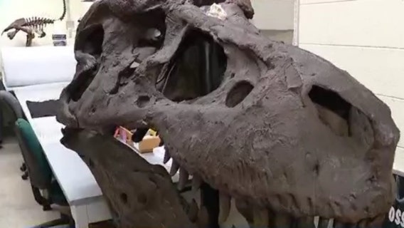 Chicago is home to one of the biggest dinosaur collections on the planet
