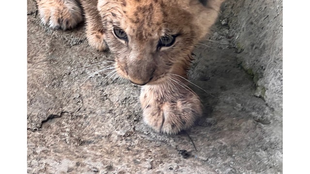 Tim's Weather Takeaways: Can I get a roar for warmer Chicago temperatures next week?