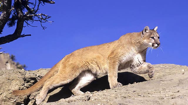 Springfield mountain lion sedated, taken to Indiana refuge