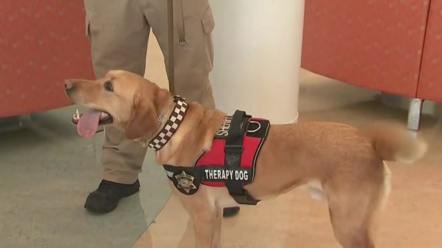 Therapy dogs spreading cheer at Chicago children's hospital