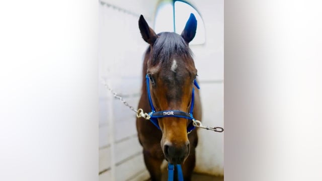 Chicago police welcome 'Thor' as newest member of Mounted Patrol Unit