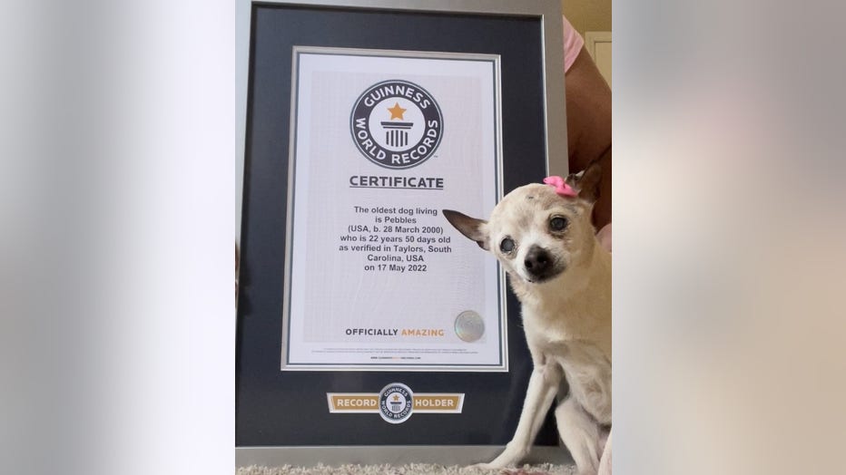 Pebbles-Certificate.jpg