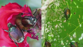 Japanese beetles return to Chicago area, wreaking havoc on trees and shrubs