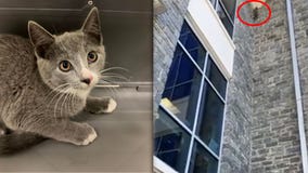 Heart-stopping video: Rescuers catch falling kitten that scaled Virginia building