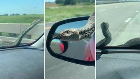 Snake slithers on woman's windshield as she drives on Kansas highway