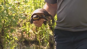 Endangered species of turtle bred at Shedd released in Cook County lake