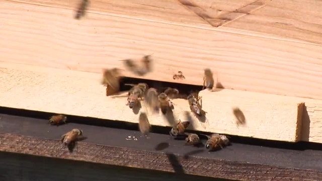 Prospect Heights buzzing with 80,000 new bees