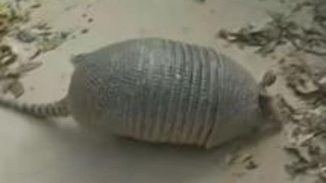 Illinois Department of Natural Resources says armadillos are part of the state's wildlife