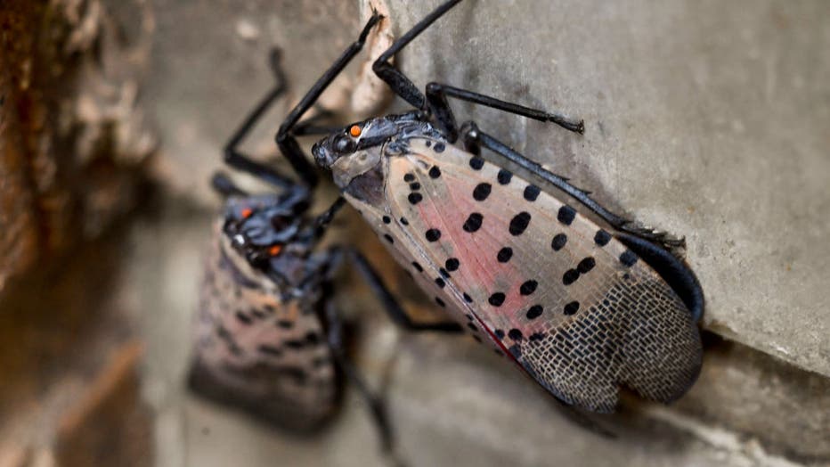 Adult Spotted Lanterfly In Reading Pennsylvania