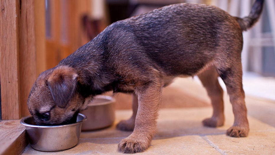 Puppy and bowl