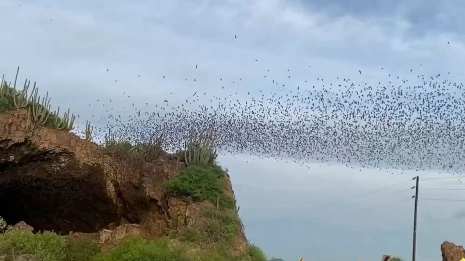 Video que muestra un «río interminable de murciélagos» que fluye de una cueva en México