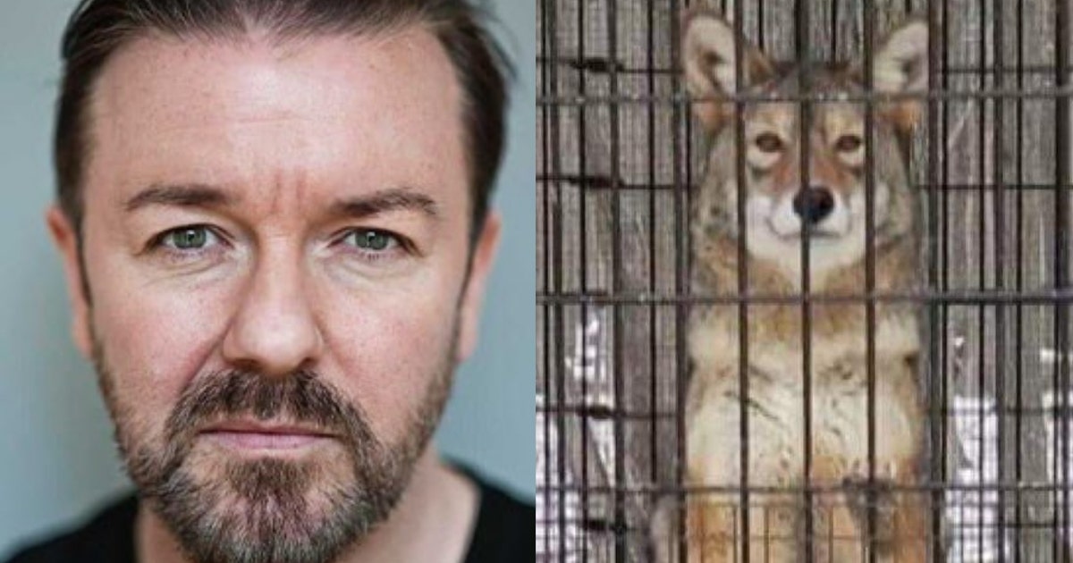 gervais-coyote-rocky.jpg?ve=1&tl=1
