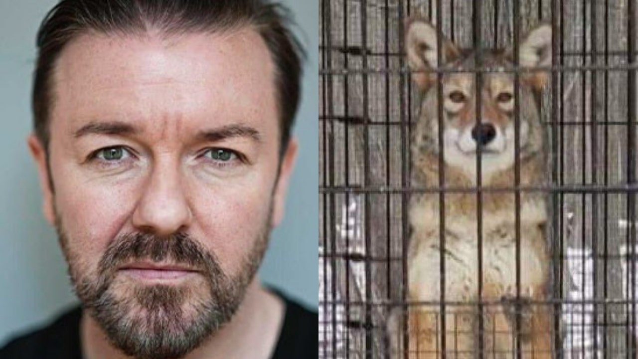 Actor Ricky Gervais calls on the Cook County Forest Preserve to put the coyote back at the center of controversy