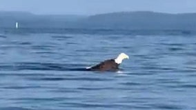 Watch: Bald eagle spotted swimming across Maine lake