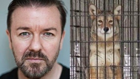 Actor Ricky Gervais calls on Cook County forest preserve to surrender coyote at center of controversy