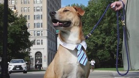 Peoples Gas names Chicago pup new 'ambassadog'