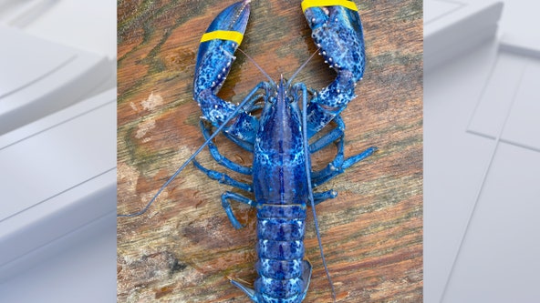 Rare blue lobster caught by father and son in Maine