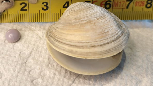 Man finds rare purple pearl inside clam at Delaware restaurant