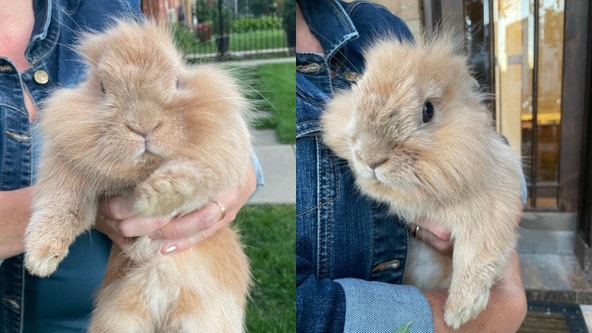 Chicago police looking for owner of pet rabbit found in Irving Park