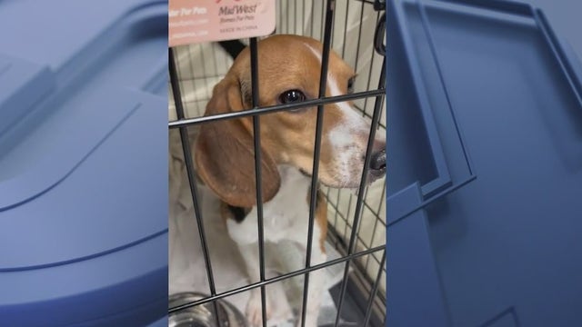 More neglected Beagles coming to Chicago to find homes