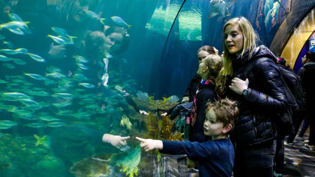 Shedd Aquarium free days return in September with 11 dates for Illinois residents