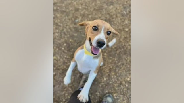 Rescued Beagles arrive in South Elgin — how to adopt one