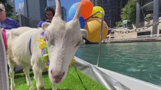 Goats on a boat: ComEd 'interns' cruise Chicago River before fall labor