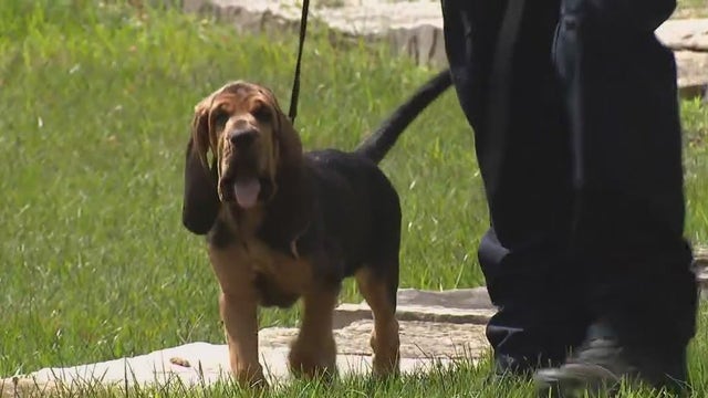 DuPage County K-9 recruit begins rigorous training program to help locate people