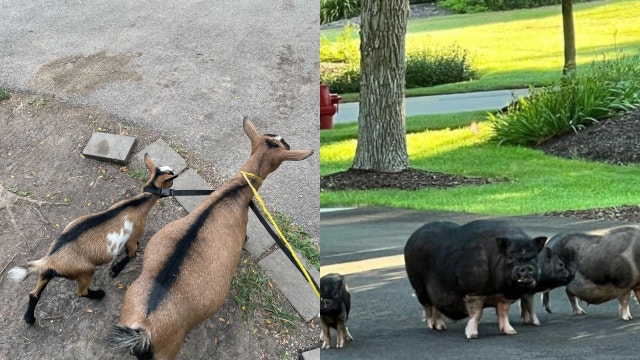 Herd of goats captured in Chicago suburb; family of pigs still on the run