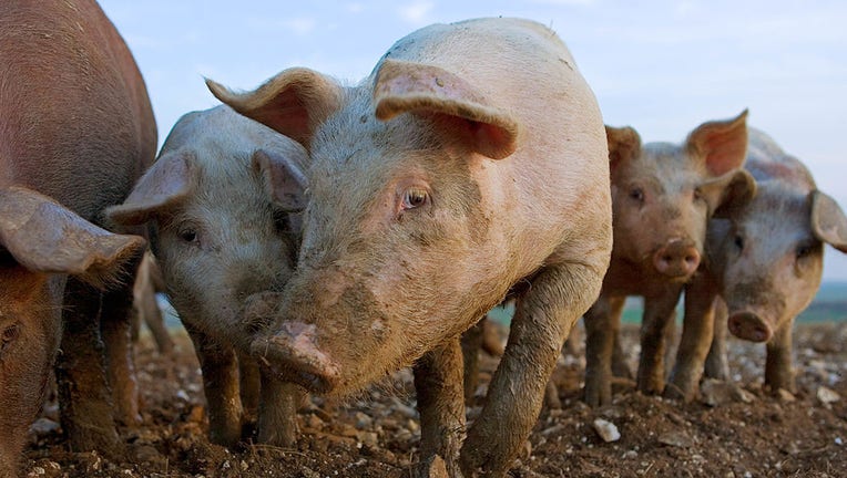 Free-range pigs, Lambourn, UK