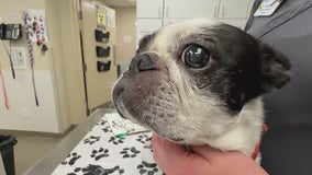 Chicago animal hospitals seeing shortage of doctors