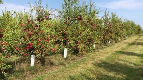 Keller's Farmstand's in Oswego busy with apple picking, corn maze and cider donuts